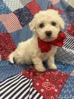 Hunter , a male Bichon Frise for sale in Merritt Island, FL – Photo 6 of 10