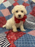 Hunter , a male Bichon Frise for sale in Merritt Island, FL – Photo 7 of 10