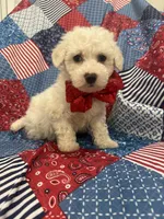 Hunter , a male Bichon Frise for sale in Merritt Island, FL – Photo 9 of 10