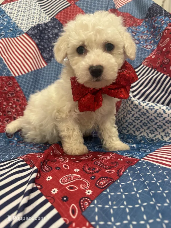 Hunter  – Bichon Frise puppy for sale in Merritt Island, FL