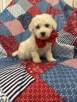 Hunter , a male Bichon Frise for sale in Merritt Island, FL – Photo 10 of 10