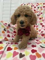 Jordan , a male Poodle - Miniature  for sale in Merritt Island, FL – 3 of 10