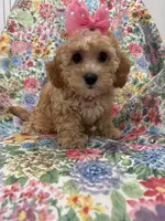 Marley , a female Cavapoo for sale in Merritt Island, FL – 6 of 10