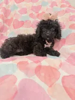 Pepper , a female Poodle - Miniature  and Cavachon for sale in Merritt Island, FL – 5 of 10