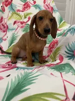 Peebles , a female Miniature Dachshund for sale in Merritt Island, FL – 4 of 10