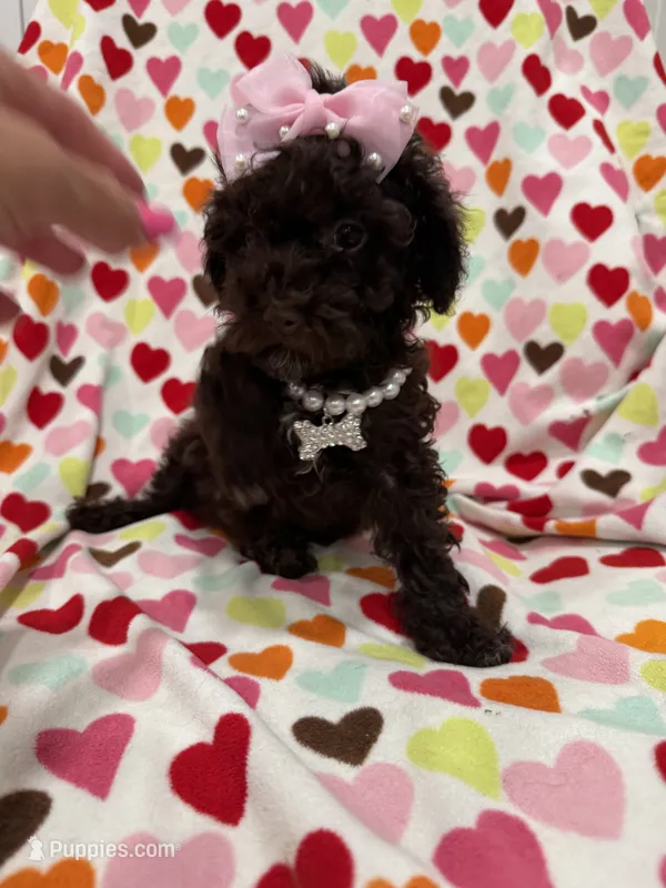 Zoey  – Poodle - Toy  puppy for sale in Merritt Island, FL
