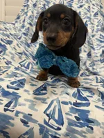 Frankie , a male Miniature Dachshund for sale in Merritt Island, FL – 7 of 9
