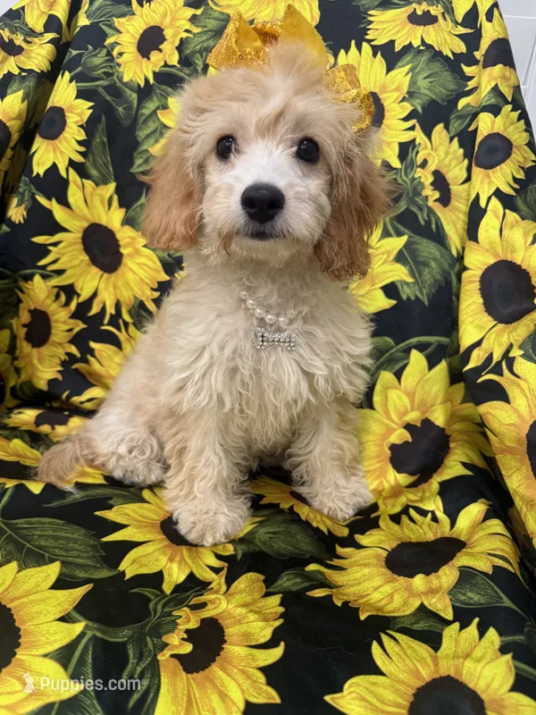Callie  – Cavapoo puppy for sale in Merritt Island, FL