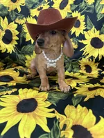 Daisy , a female Miniature Dachshund for sale in Merritt Island, FL – 4 of 10