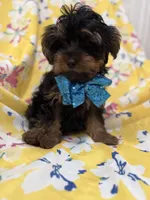 Zeus , a male Yorkipoo for sale in Merritt Island, FL – 8 of 8