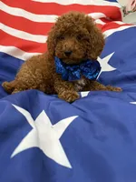 Alex , a male Poodle - Miniature  for sale in Merritt Island, FL – 6 of 6