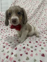 Nathan , a male Miniature Dachshund for sale in Merritt Island, FL – 9 of 10