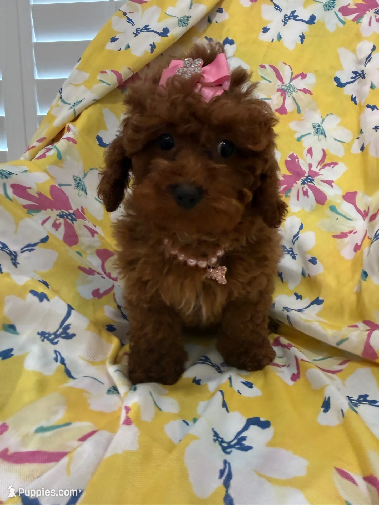 Paris , a female Poodle - Miniature  for sale in Merritt Island, FL – 6 of 10