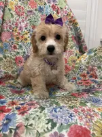 Callie , a female Cavapoo for sale in Merritt Island, FL – 9 of 10