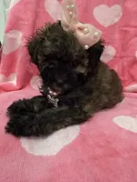 Bella , a female Shihpoo for sale in Merritt Island, FL – 3 of 8