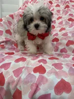 Gizmo , a male Mal Shi for sale in Merritt Island, FL – 10 of 10