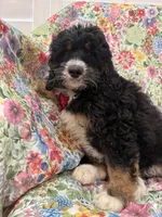Snickers , a male Bernedoodle for sale in Merritt Island, FL – Photo 9 of 10