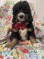 Snickers , a male Bernedoodle for sale in Merritt Island, FL – Photo 4 of 10