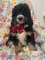 Snickers , a male Bernedoodle for sale in Merritt Island, FL – Photo 10 of 10