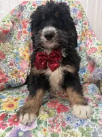Snickers , a male Bernedoodle for sale in Merritt Island, FL – Photo 7 of 10