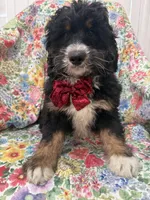 Snickers , a male Bernedoodle for sale in Merritt Island, FL – Photo 2 of 10