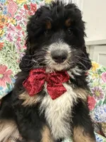 Snickers , a male Bernedoodle for sale in Merritt Island, FL – Photo 1 of 10
