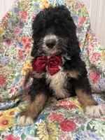 Snickers , a male Bernedoodle for sale in Merritt Island, FL – Photo 5 of 10