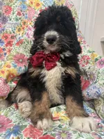 Snickers , a male Bernedoodle for sale in Merritt Island, FL – Photo 6 of 10