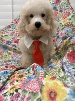 Remi , a male Maltipoo for sale in Merritt Island, FL – 7 of 7