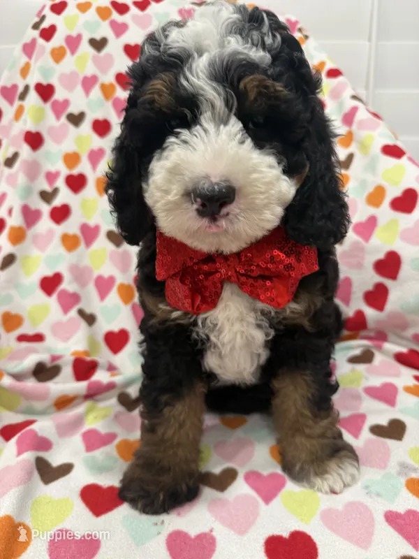 Snickers  – Bernedoodle puppy for sale in Merritt Island, FL
