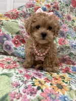 Lilly , a female Maltipoo for sale in Merritt Island, FL – 2 of 10