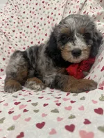 Merlin , a male Miniature Bernedoodle for sale in Merritt Island, FL – 3 of 10