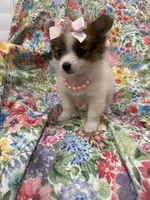 Paisley , a female Pomeranian for sale in Merritt Island, FL – 5 of 10