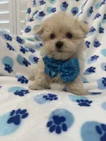 Teddy , a male Morkie for sale in Merritt Island, FL – 4 of 9