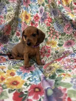 Peebles , a female Miniature Dachshund for sale in Merritt Island, FL – 5 of 10