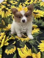 Paige , a female Pomeranian for sale in Merritt Island, FL – 10 of 10