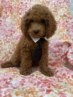 Riley , a male Poodle - Miniature  for sale in Merritt Island, FL – 6 of 10
