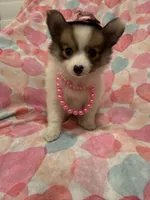 Pearl , a female Pomeranian for sale in Merritt Island, FL – 5 of 7