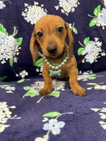 Izzy , a female Miniature Dachshund for sale in Merritt Island, FL – 9 of 9