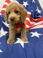 Hunter, a male Poodle - Miniature  for sale in Merritt Island, FL – 3 of 8
