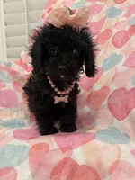 Pepper , a female Poodle - Miniature  and Cavachon for sale in Merritt Island, FL – 8 of 10