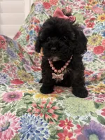 Zoey , a female Shihpoo for sale in Merritt Island, FL – 7 of 9