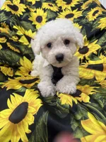 Milo , a male Bichon Frise for sale in Merritt Island, FL – 3 of 10