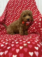 Rex , a male Miniature Goldendoodle for sale in Merritt Island, FL – 10 of 10