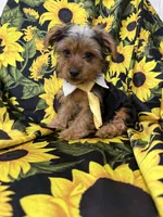 Scrappy , a male Yorkshire Terrier for sale in Merritt Island, FL – 5 of 7