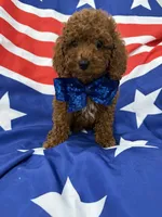 Alex , a male Poodle - Miniature  for sale in Merritt Island, FL – 3 of 6