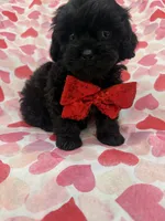 Hunter , a male Shihpoo for sale in Merritt Island, FL – 9 of 9