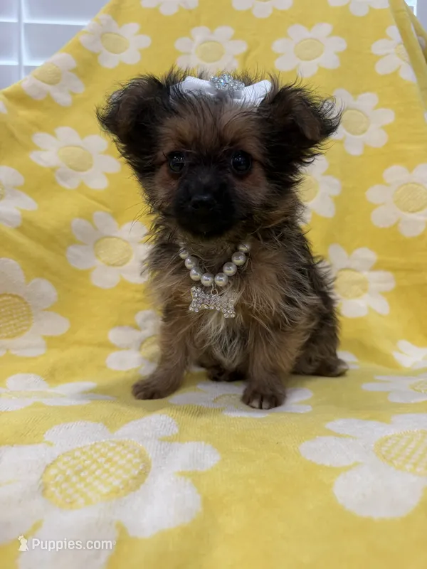 Lilly  – Yorkipoo puppy for sale in Merritt Island, FL