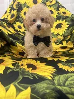 Peaches 🍑 , a male Maltipoo for sale in Merritt Island, FL – 6 of 9