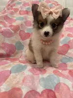 Pearl , a female Pomeranian for sale in Merritt Island, FL – 4 of 7